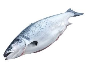 FRZN NORW SALMON  H/O 3-4KG