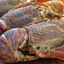 CRAYFISH CNT22 10 KG