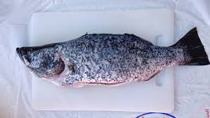 FROZEN BARAMUNDI RED SEA 1000-1400 RDW