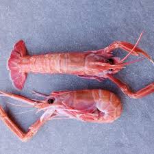 LANGOUSTINE X-LARGE  RDW